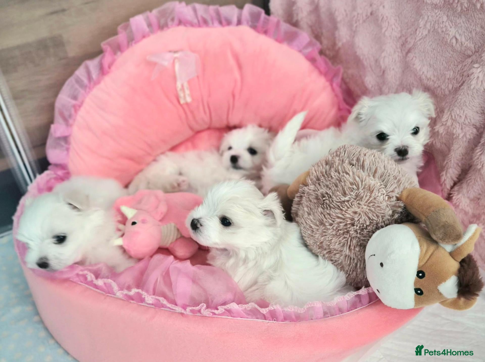Maltese dogs 🐶Exceptional Maltese Puppies – 3 Boys & 1 Girl - Advert 15