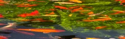 Koi Carp fish for sale: Koi carps for sale  - Advert 2