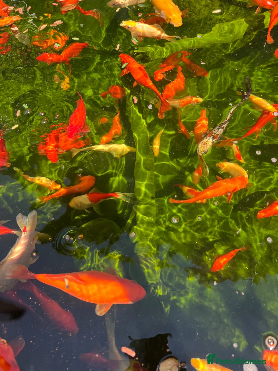 Koi Carp fish for sale: Koi carps for sale  - Advert 2