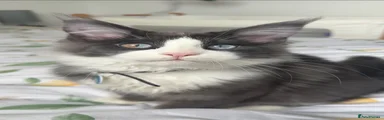 Maine Coon Kitten 1