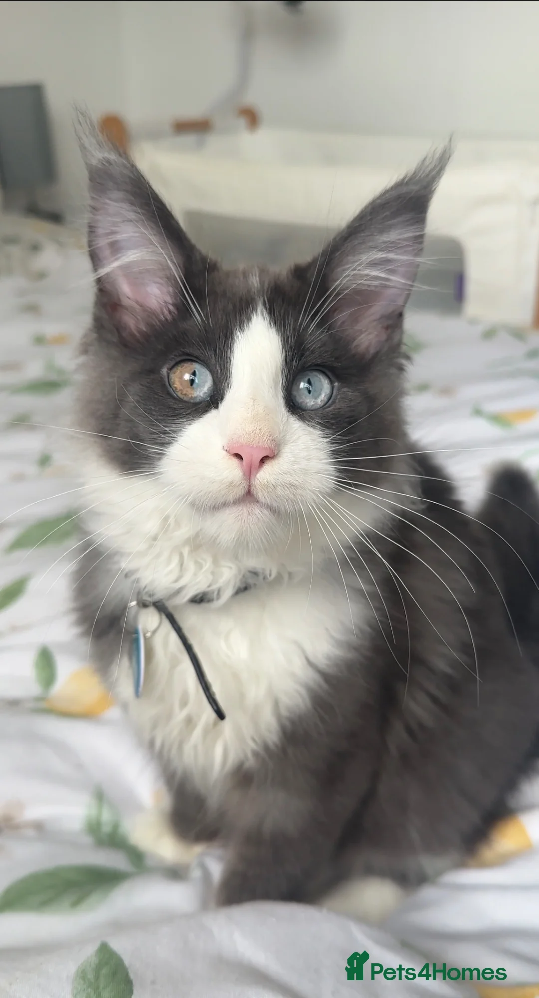 Maine Coon cats for sale: One of a kind champion line XL Maine coon kitten  - Advert 1