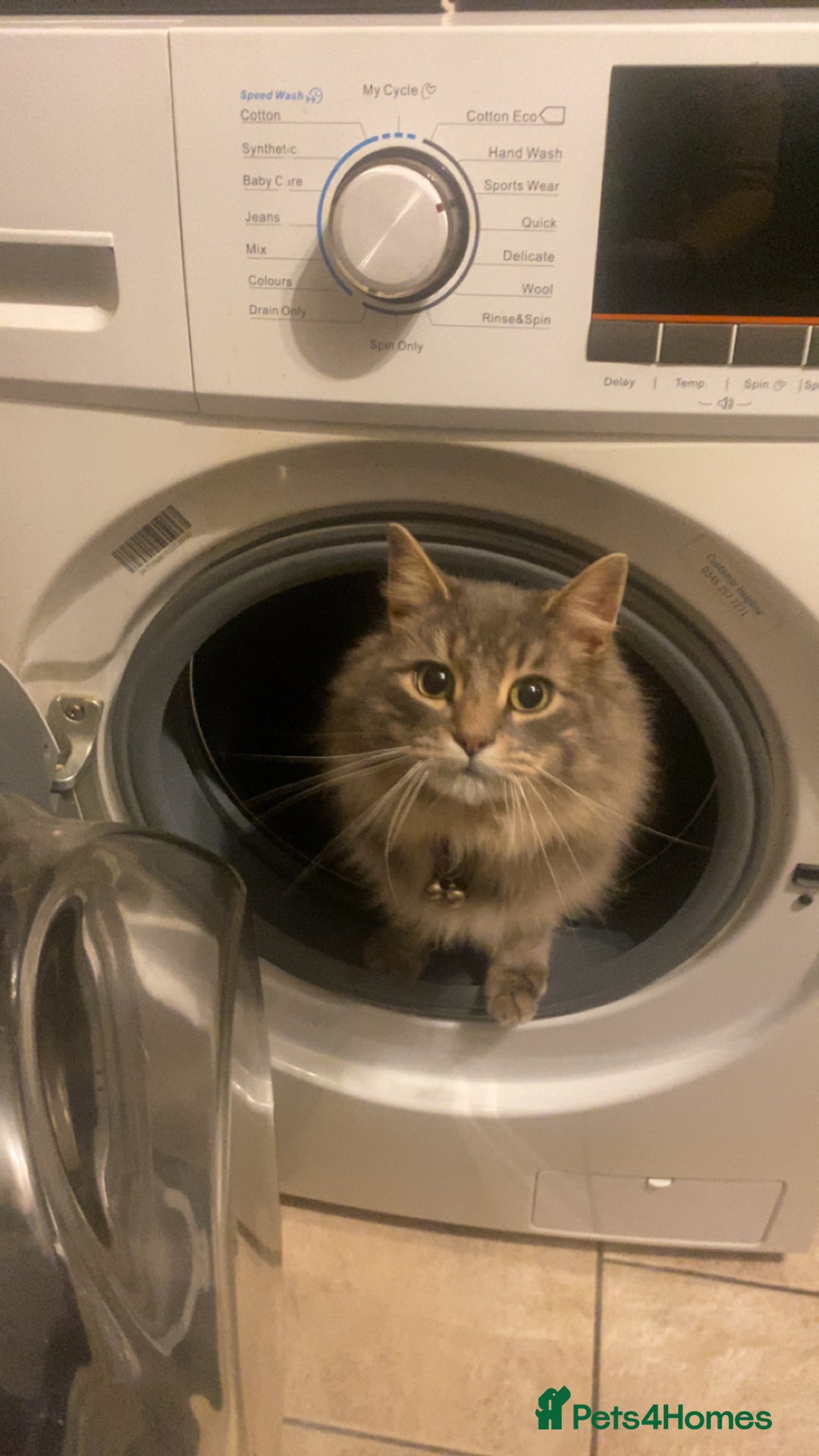 Maine Coon cats for sale: Male Maine Coon for Sale - Image 4