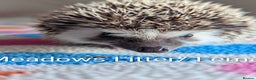 Pygmy Hedgehog rodents for sale: Beautiful Baby Hoglets/Ready Now - Advert 4