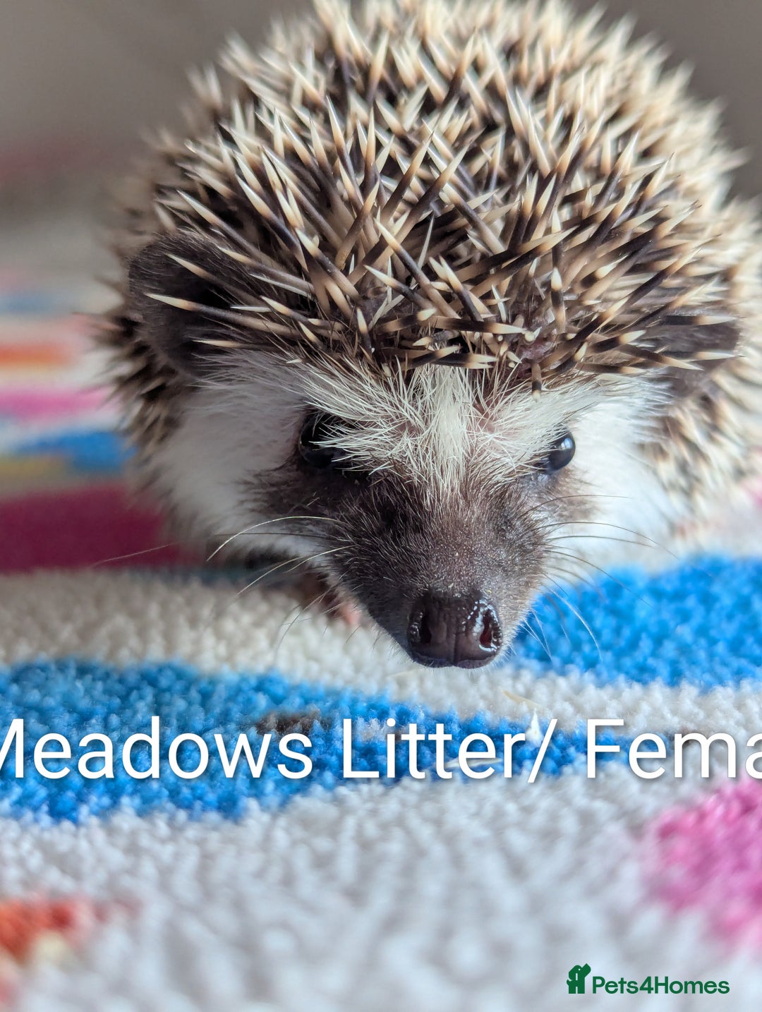 Pygmy Hedgehog rodents for sale: Beautiful Baby Hoglets/Ready Now - Advert 4
