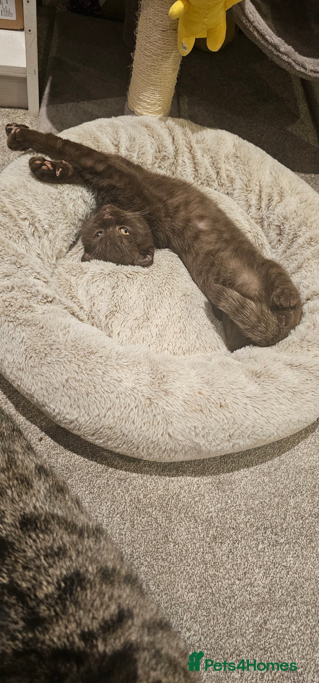 Scottish Fold cats for sale: Cappuccino Scottish fold-Reluctant sale - Advert 7