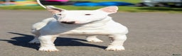 Bull Terrier dogs for stud: 3Miniature bull terriers stud Douglas Nigel Duggie in Bolton - Advert 7