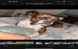 Boxer dogs for sale: POTENTIAL Re-home   - Image 13