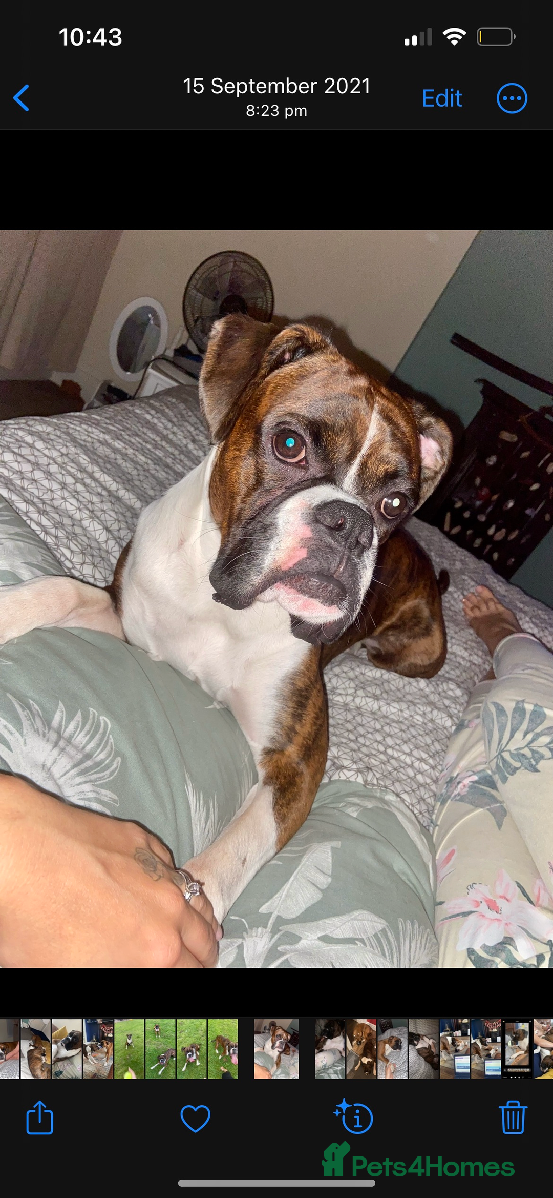 Boxer dogs for sale: POTENTIAL Re-home   - Image 13