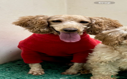 Cavapoo dogs for sale: F1 Sable Cockapoo litter arrived - Image 3