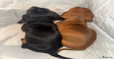 Dachshund dogs - Advert 8