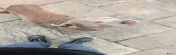 Labrador Retriever dogs for sale: For a good home in Witham - Advert 6
