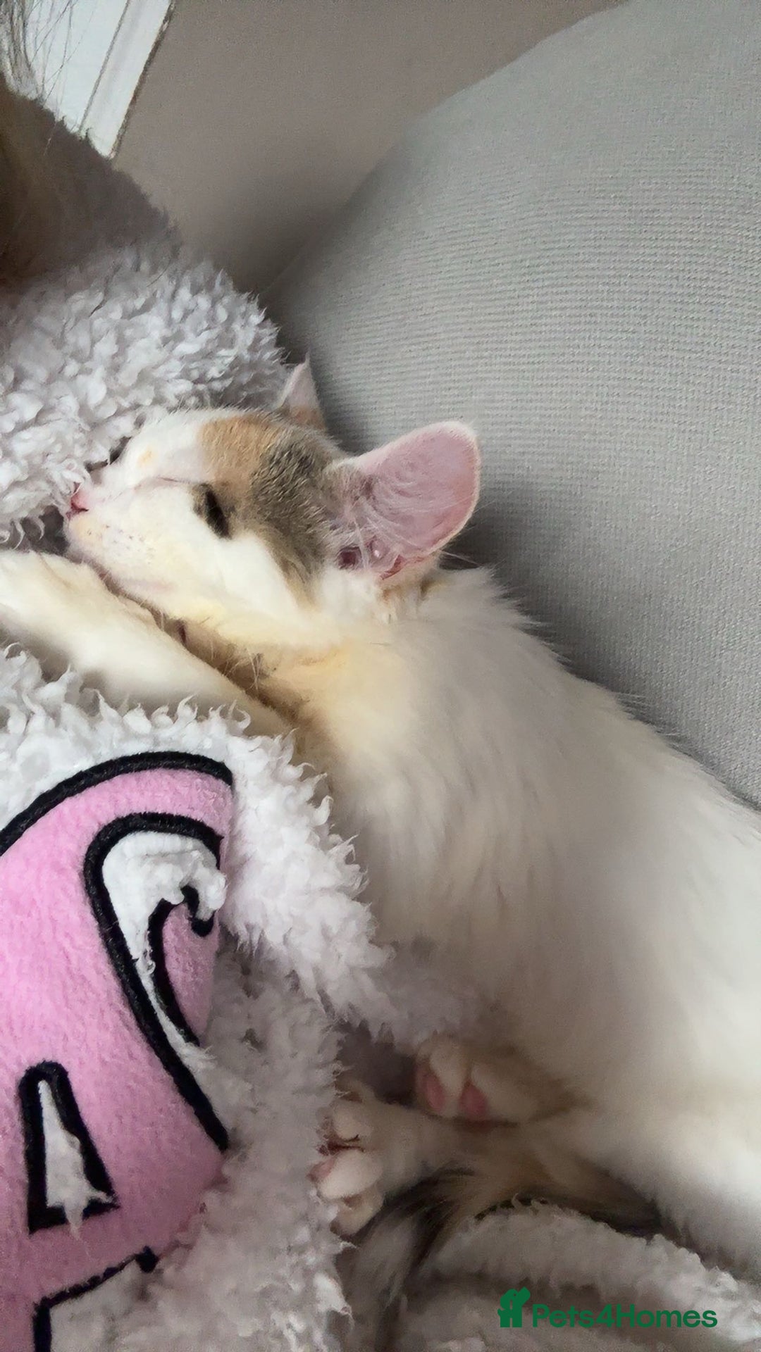 British Shorthair cats for sale: British Shorthair - Advert 3