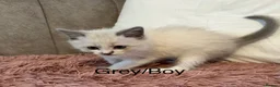 Ragdoll cats for sale: Blue Point & Choc Point Pure Bicolour Ragdolls - Advert 5