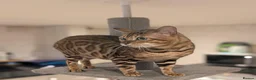 Bengal cats for sale: Retired Male Bengal Seeking Forever Home - Advert 7
