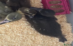 Ducks poultry for sale: Indian Runner Ducklings  in Wigan - Image 3