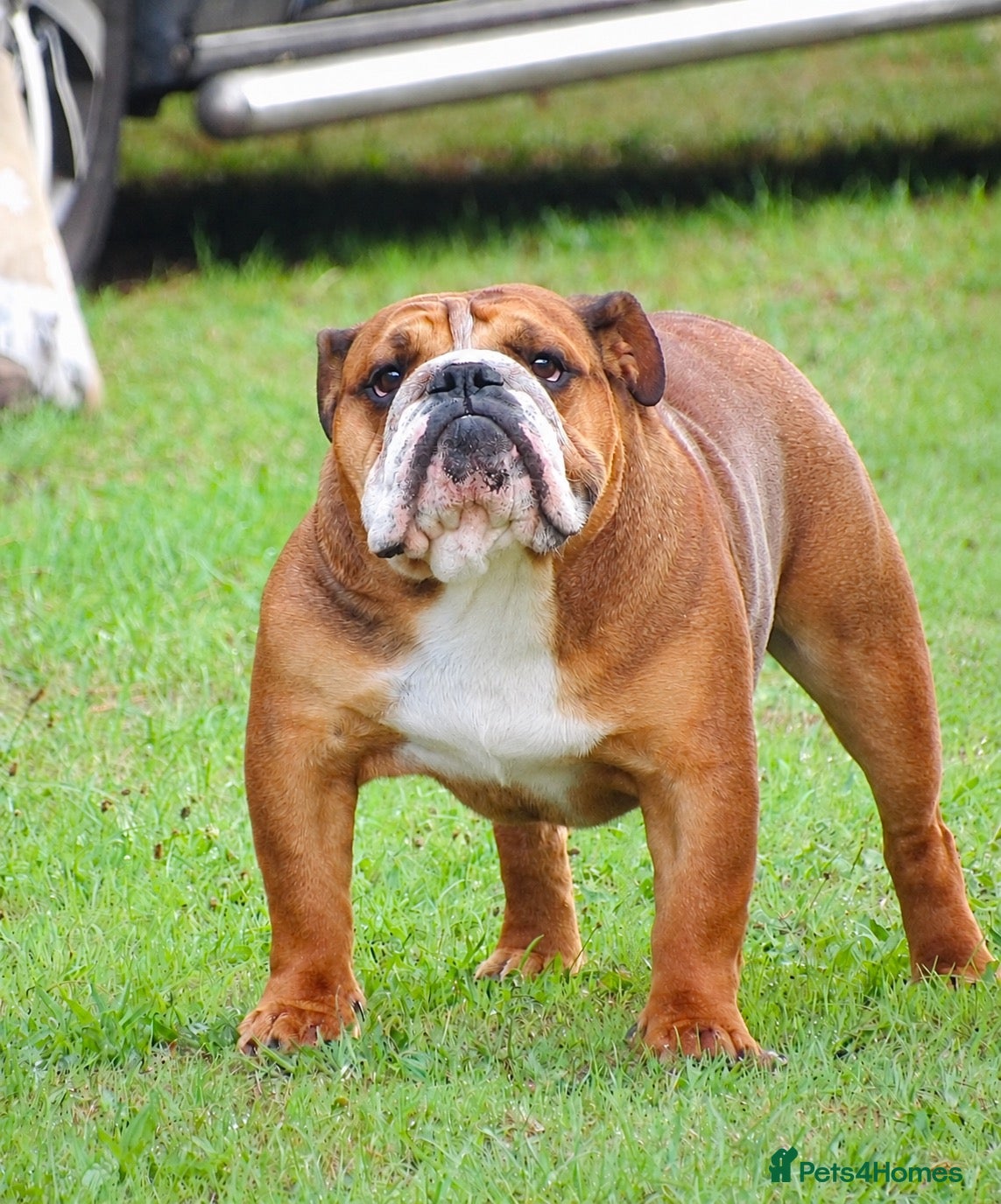 English Bulldog dogs Yes! Finally a proper bulldog!  - Advert 3