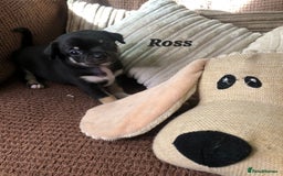 Chihuahua dogs for sale: Adorable black and tan chihuahua puppies  - Image 3