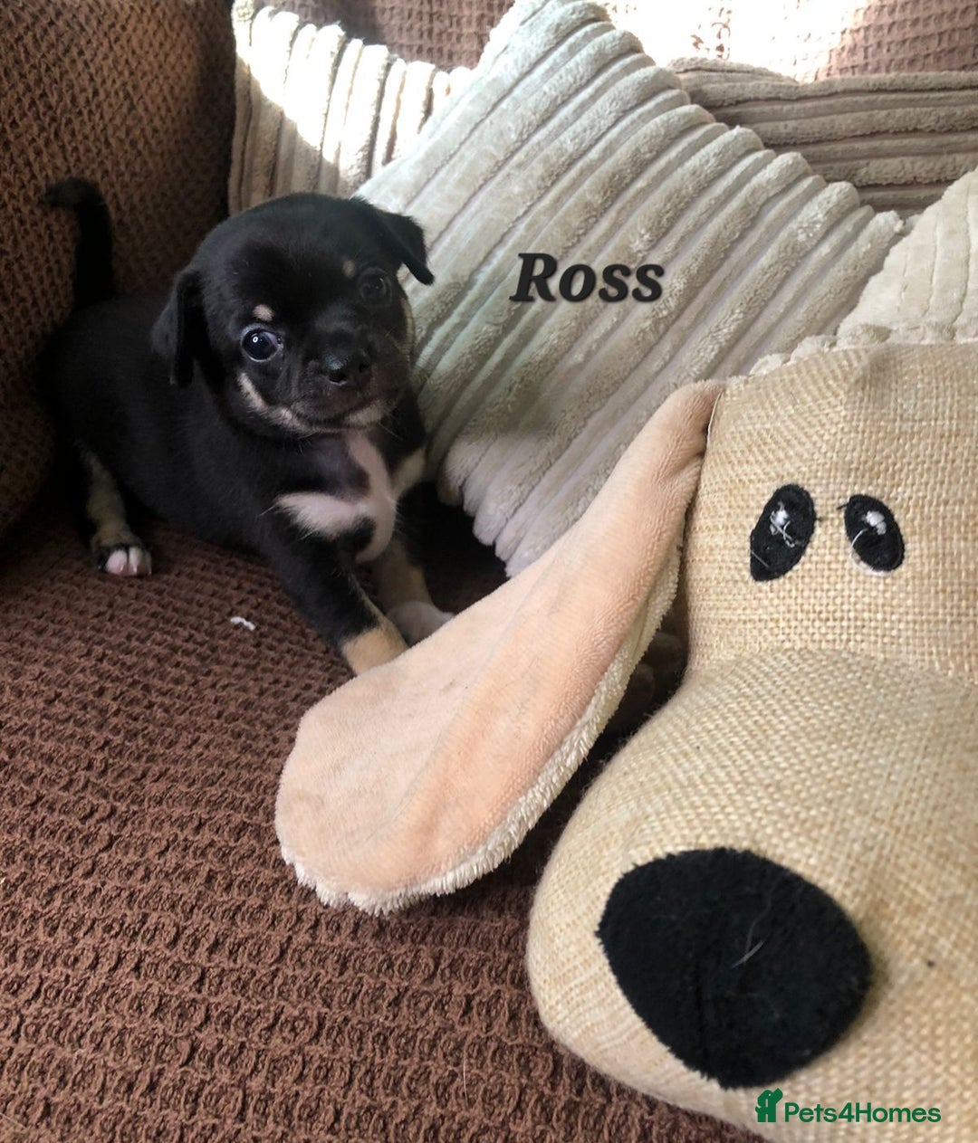 Chihuahua dogs for sale: Adorable black and tan chihuahua puppies  - Image 3
