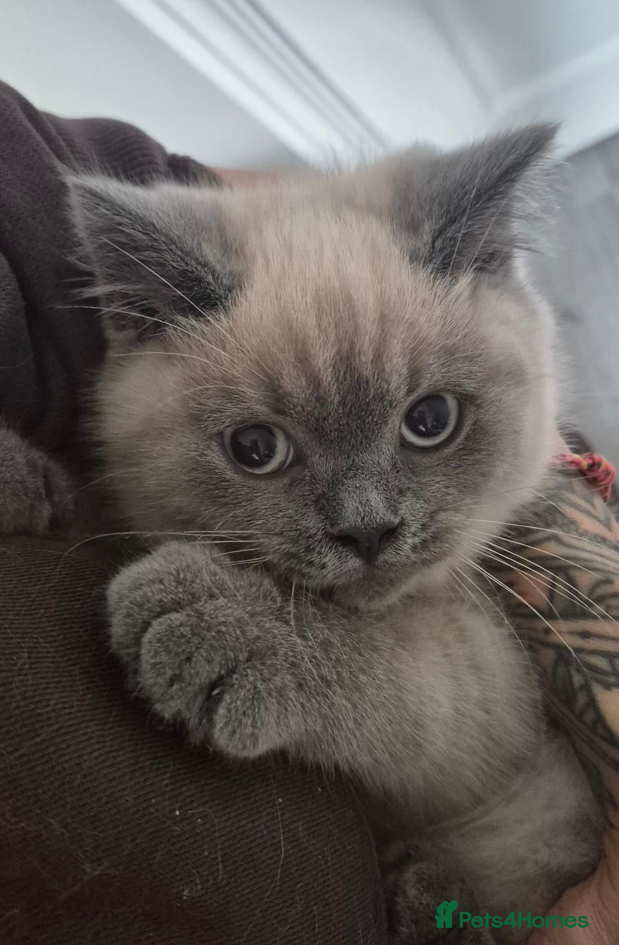 British Shorthair cats Two stunning boys READY NOW - Advert 2