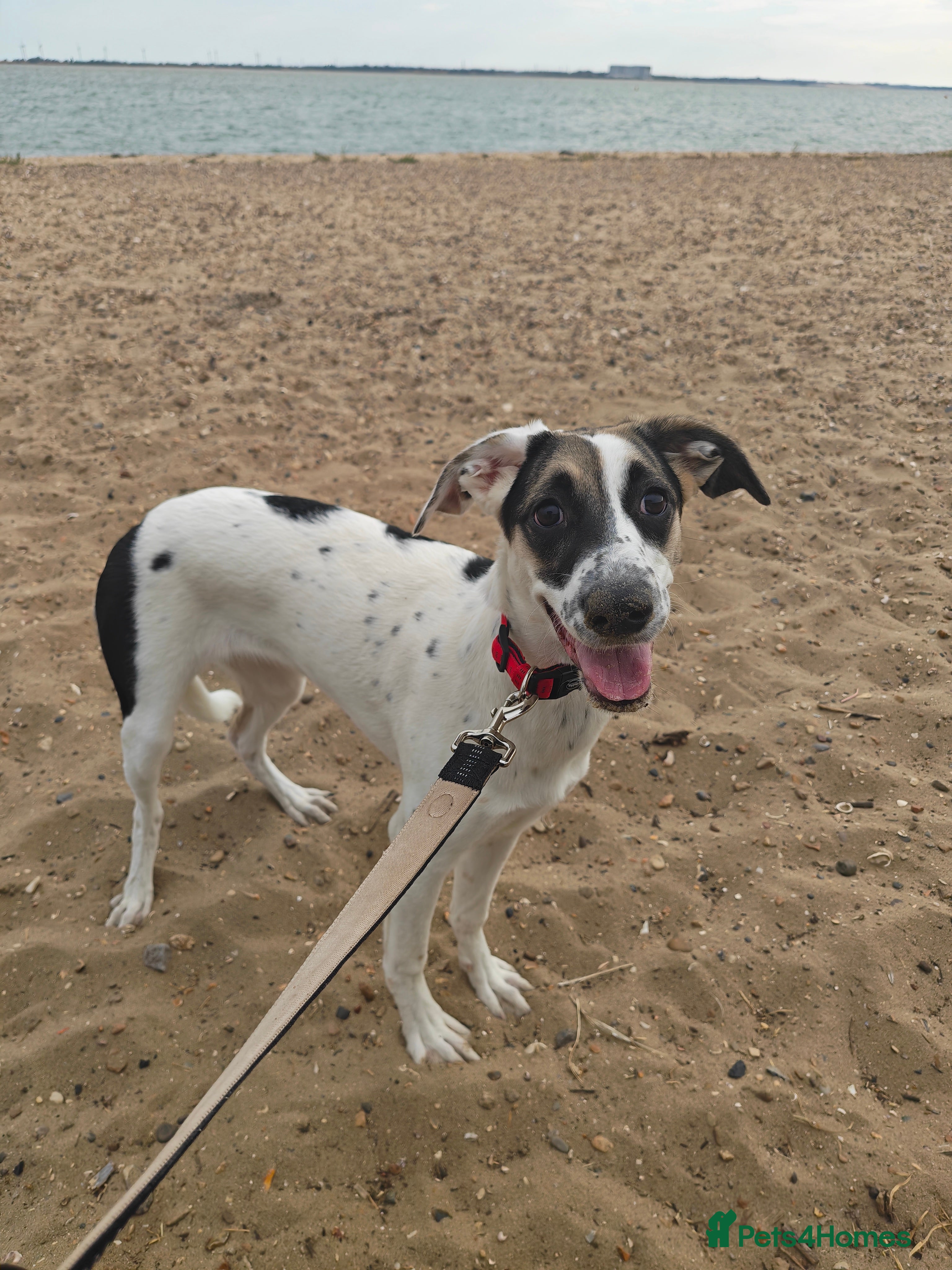 Mixed Breed dogs Mabel – German Shepherd × Border Collie - Advert 17