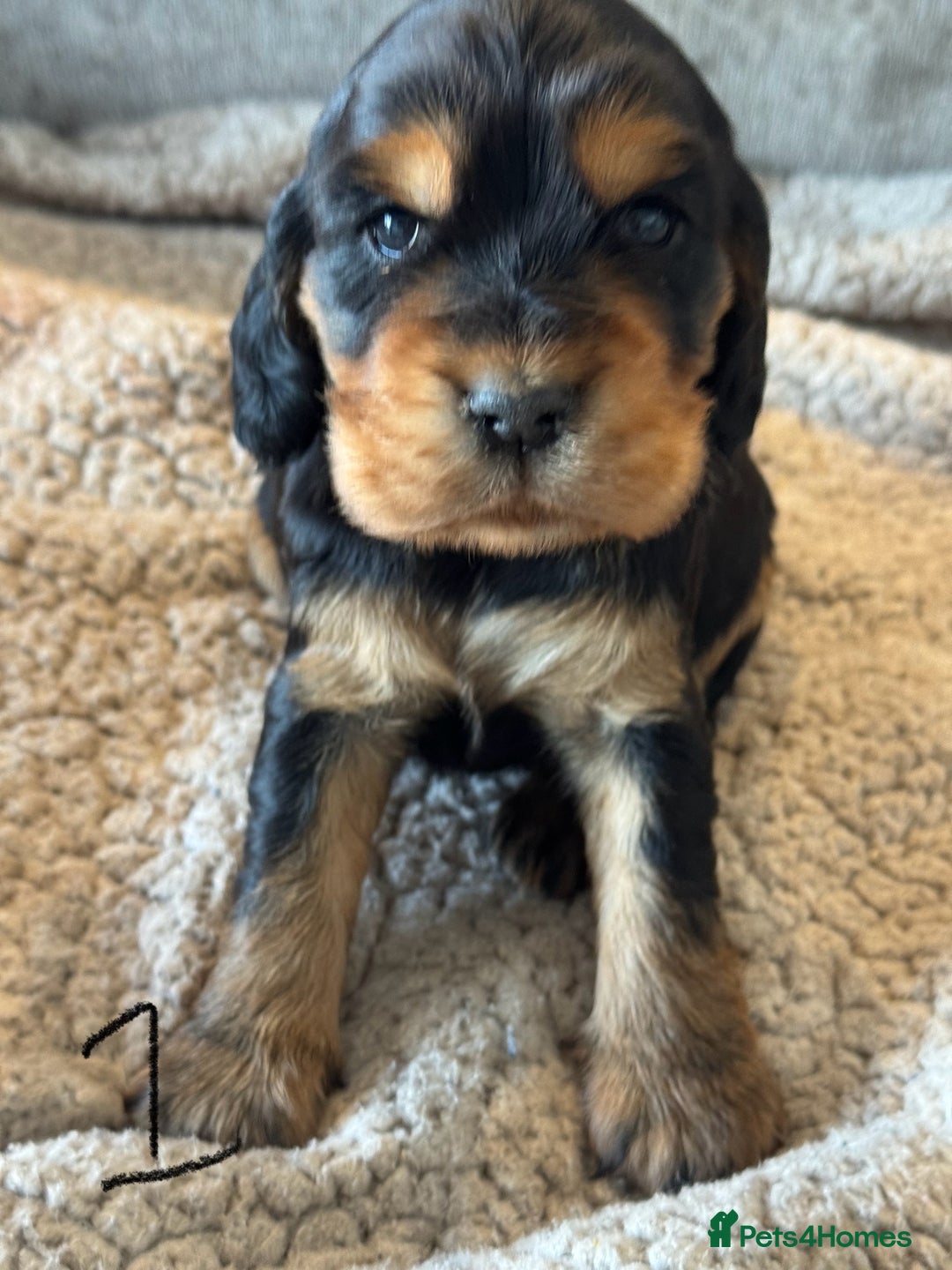 Cocker Spaniel dogs for sale: 100% TRUE SHOW TYPE HEALTH TESTED COCKER SPANIELS  - Advert 10