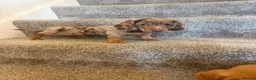 Dachshund dogs for sale: Daushound  - Advert 4