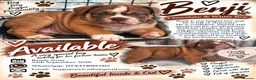 Olde English Bulldogge dogs for sale: GORGEOUS OLDE ENGLISH BULLDOGGE PUPPIES - Advert 10