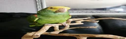 Parrots birds for sale: Double yellow headed amazon - Advert 8