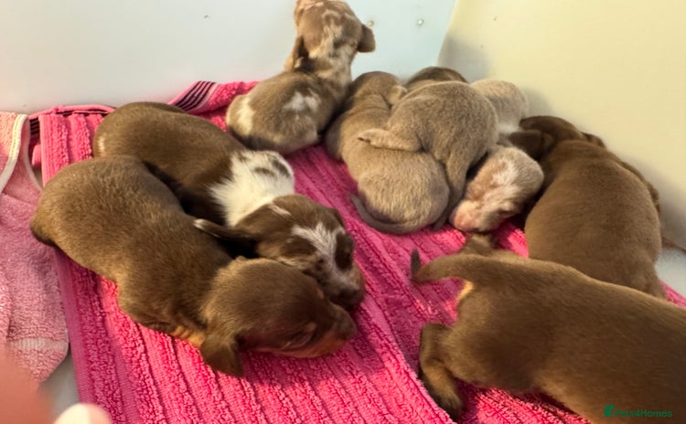 Miniature Dachshund dogs for sale - Advert 2