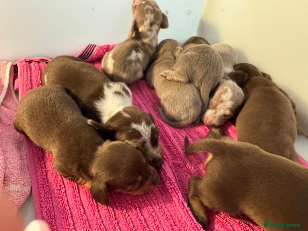 Miniature Dachshund dogs for sale: Miniature dachshunds  - Image 1