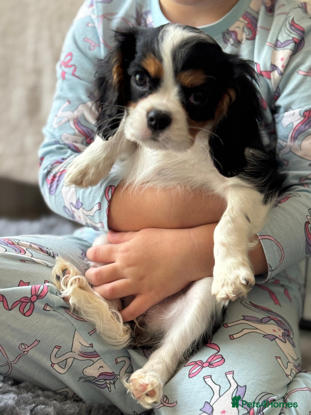 Cavalier King Charles Spaniel dogs for sale: One TRI GIRL just become available !  - Image 3