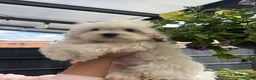 Maltese dogs for sale: 😍Tiny pedigree Maltese puppies🥰  - Advert 3