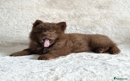 Chow Chow dogs for sale: Exotic colour chowsky puppies for sale  - Image 4