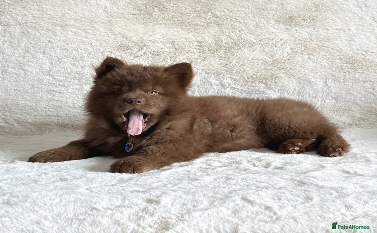 Chow Chow dogs - Advert 1