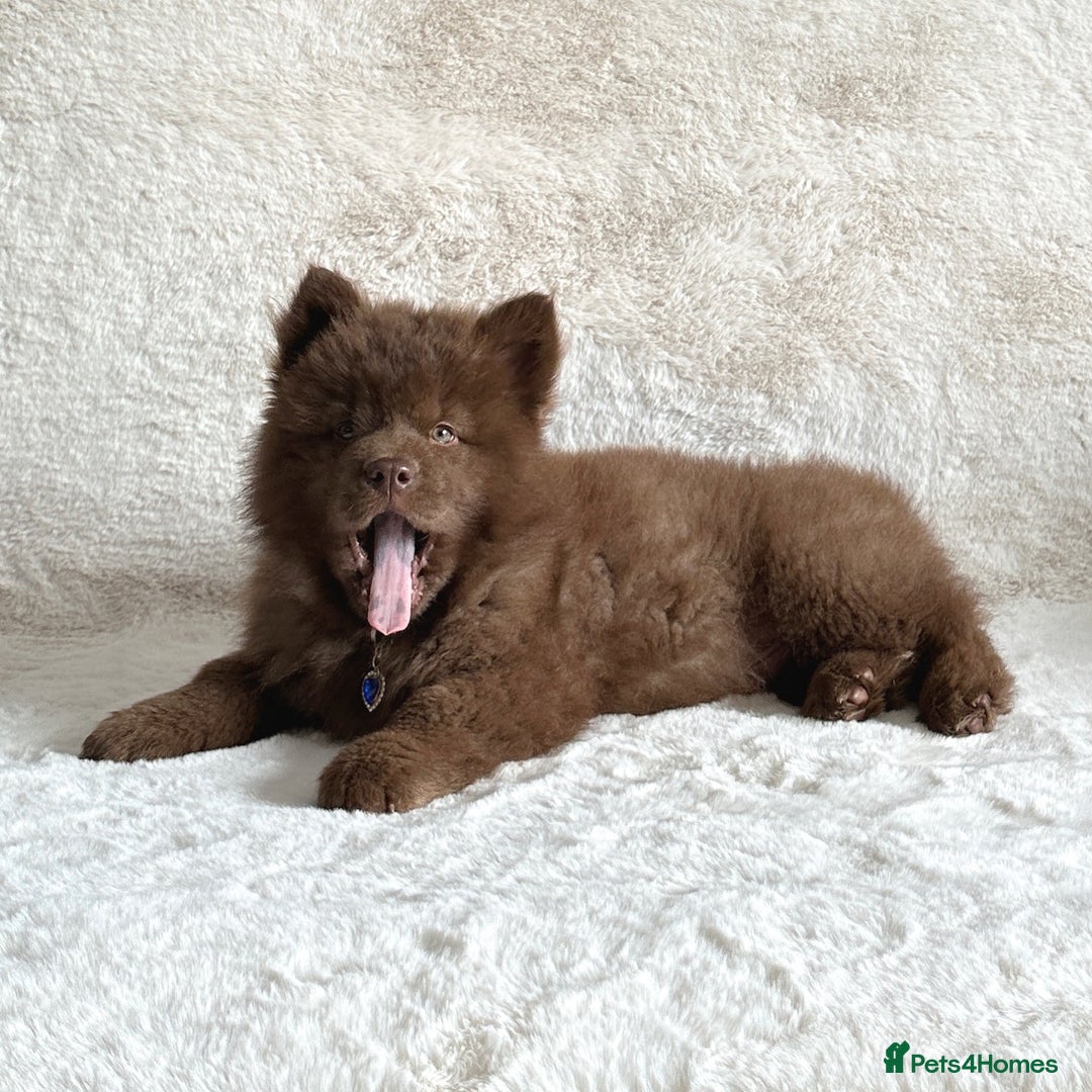 Chow Chow dogs for sale: Exotic colour chowsky puppies for sale  - Image 4