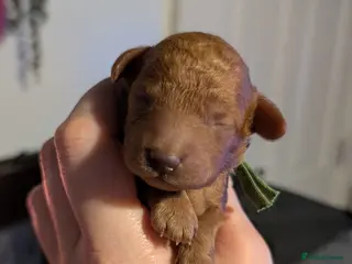 Toy Poodle dogs Gorgeous red Asian toy poodle boys - Advert 18