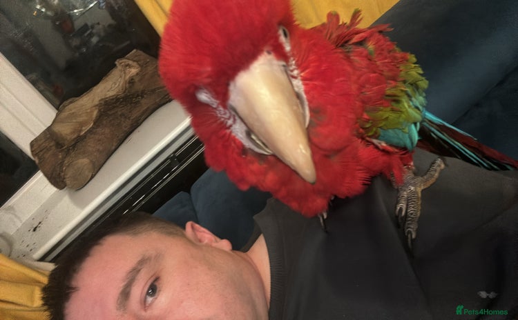 Parrots birds - Advert 3