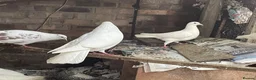 Doves birds for sale: Beautiful Flock 50–60 Fantails, Doves&Pigeons–Free - Advert 10