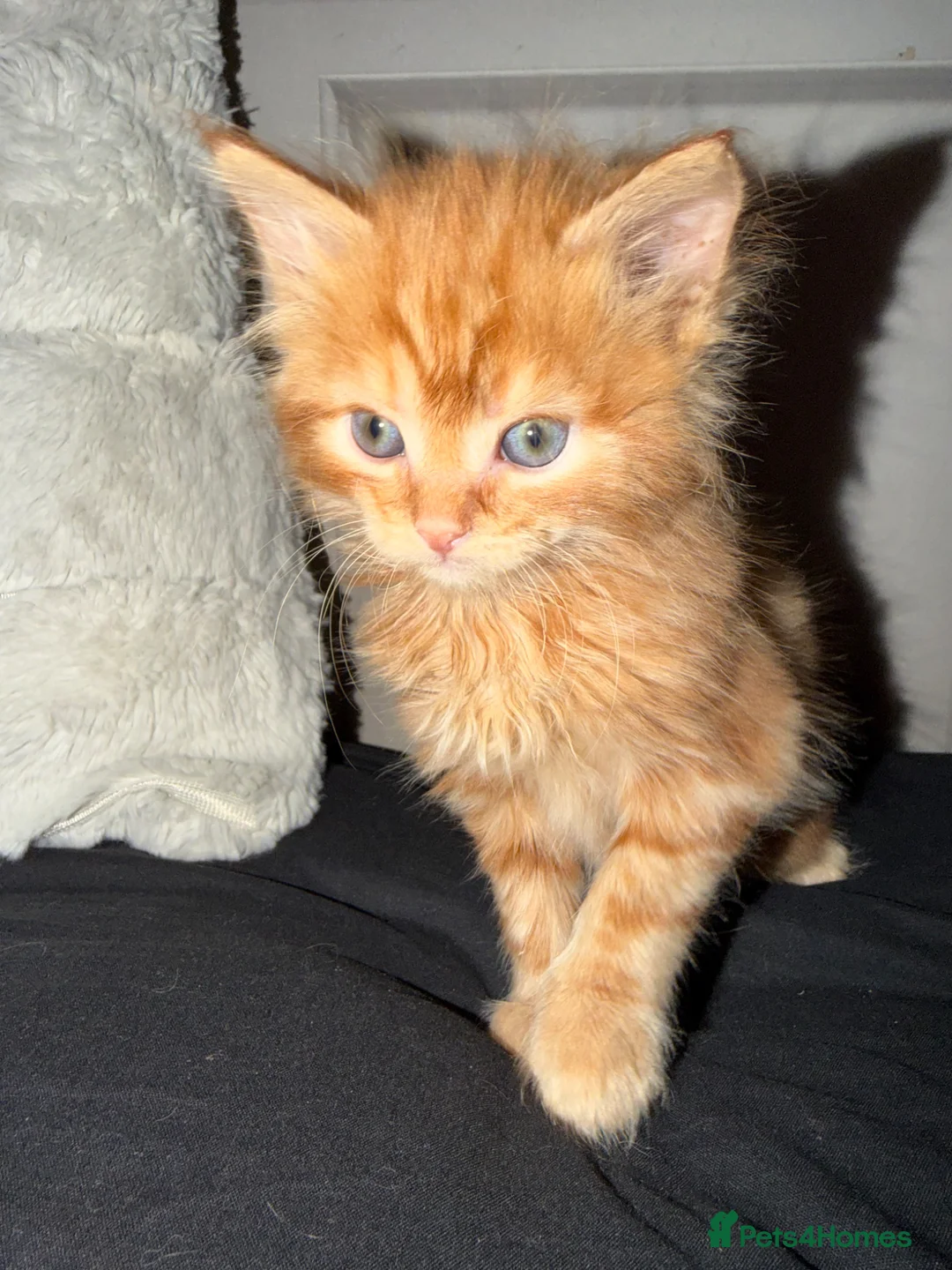Mixed Breed cats for sale: 4 beautiful kitten  - Advert 1