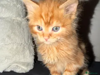 Mixed Breed cats 4 beautiful kitten - Advert 1