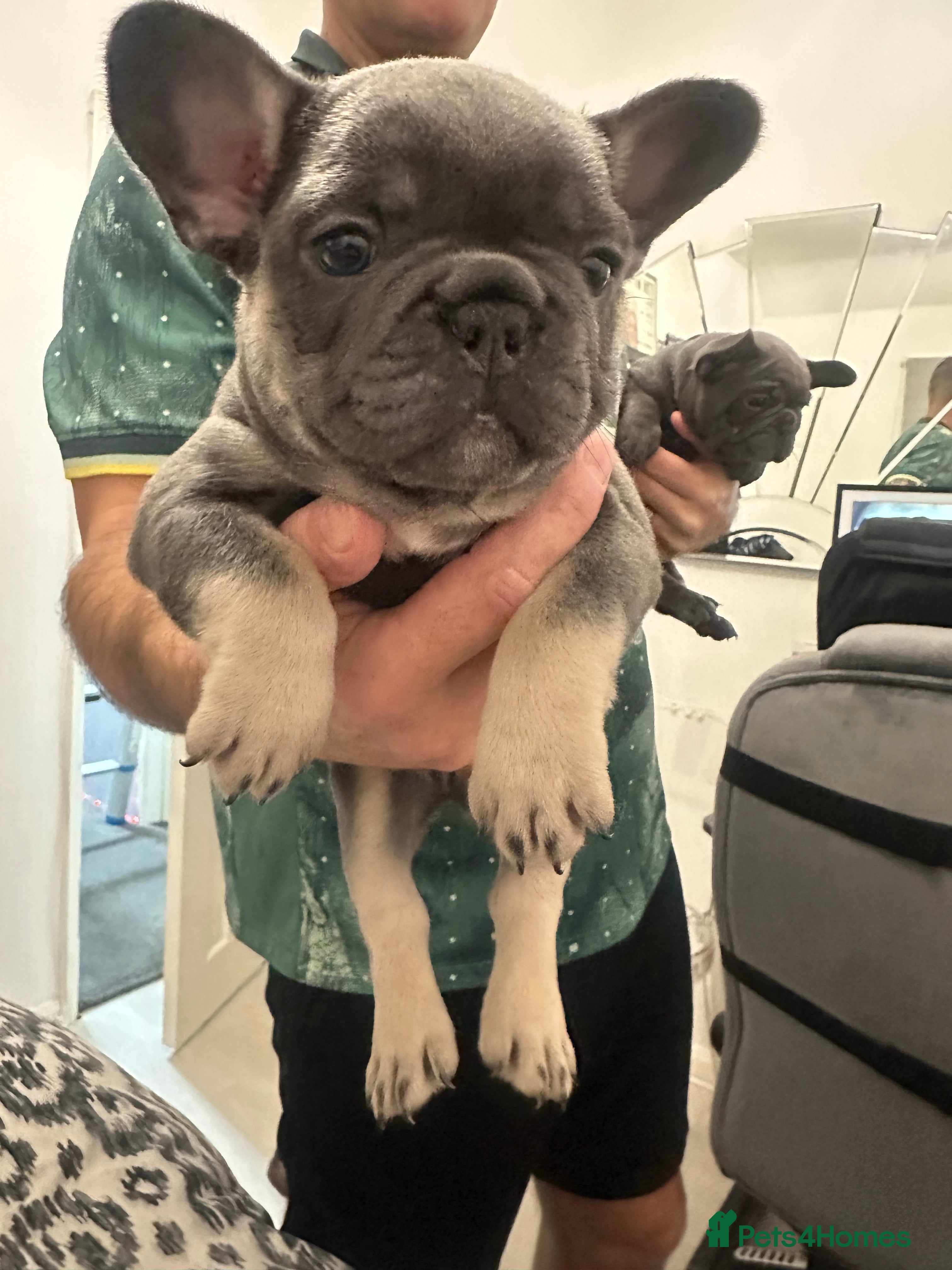 French Bulldog dogs French bulldog puppies - Advert 5