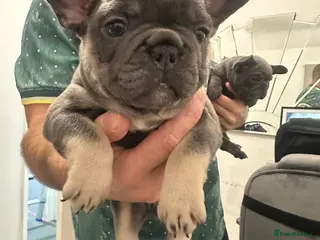 French Bulldog dogs French bulldog puppies - Advert 5