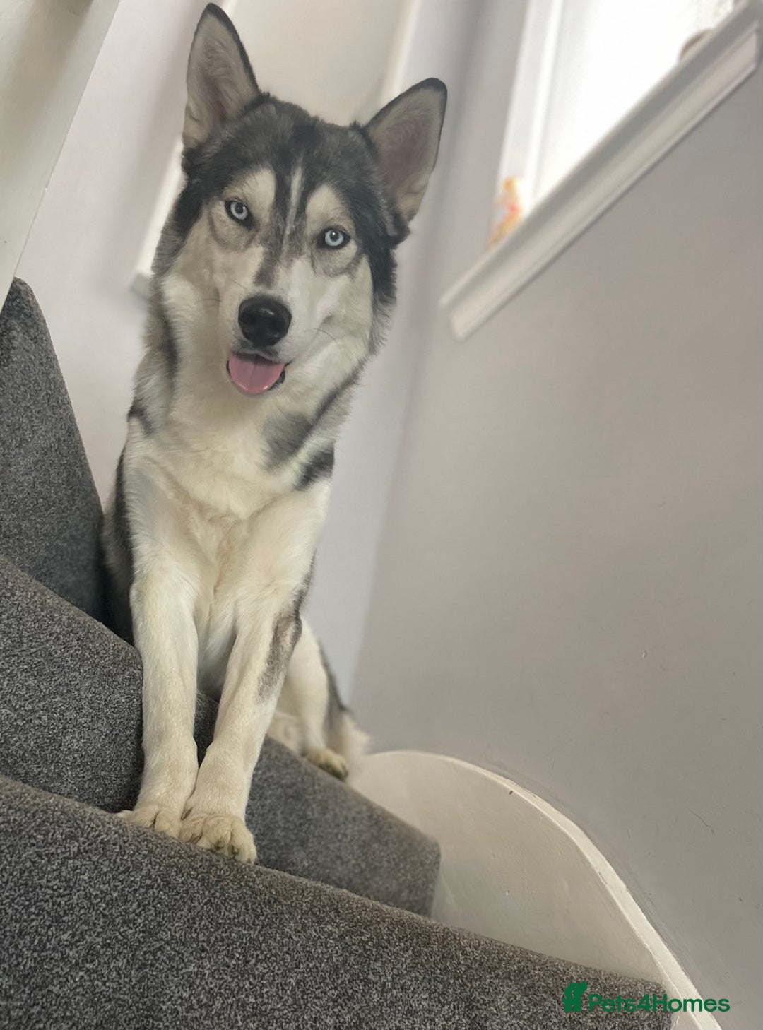 Siberian Husky dogs for stud: PROVEN KC Registered Siberian Husky Stud ONLY in Solihull - Image 7