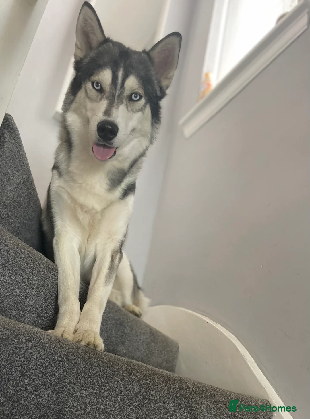 Siberian Husky dogs for stud: PROVEN KC Registered Siberian Husky Stud ONLY in Solihull - Advert 8