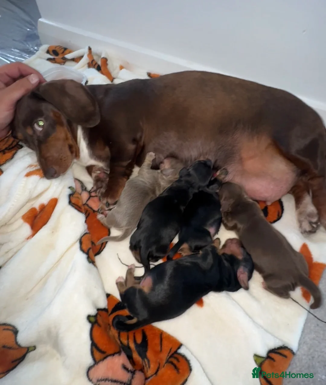 Miniature Dachshund dogs for sale: KC Registered miniature dachshunds  - Advert 2