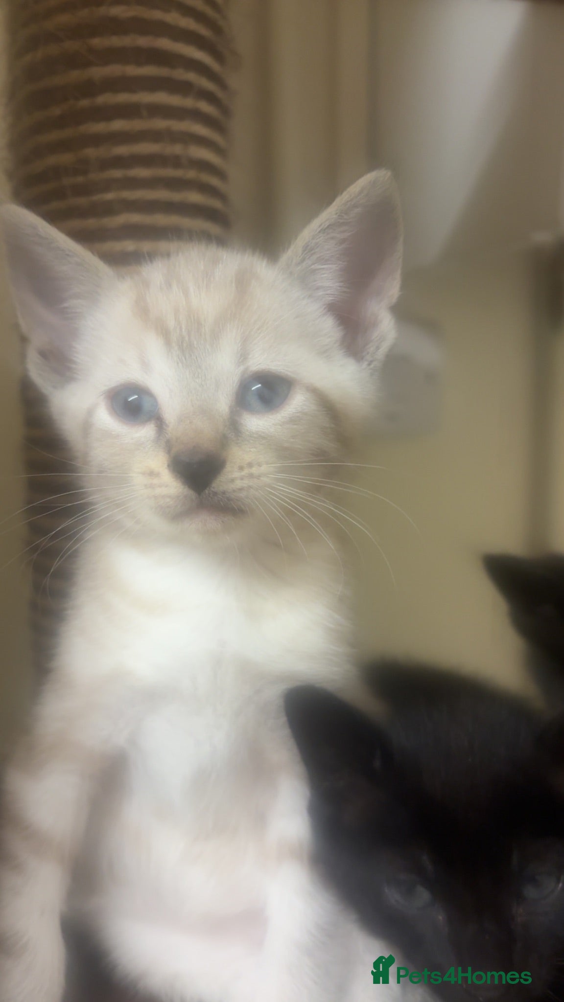 Siamese cats Siamese X baby’s  - Advert 1