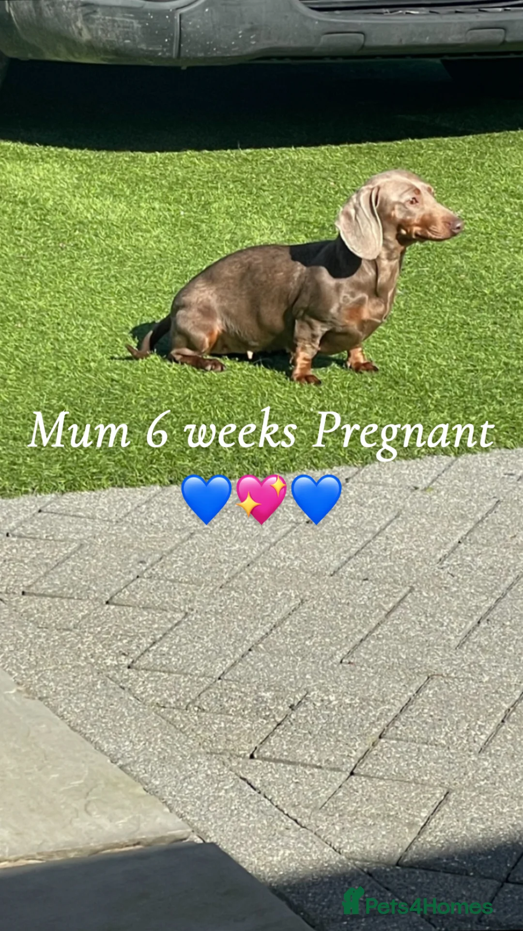Miniature Dachshund dogs for sale: 3 Beautiful Miniature Dachshunds puppys - Advert 2