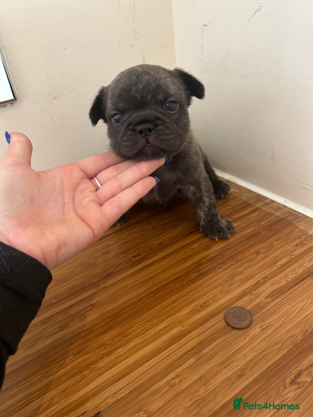 French Bulldog dogs for sale: Fluffy French bulldog puppies  - Image 11