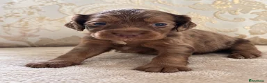 Cocker Spaniel 2