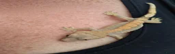 Gecko reptiles for sale: Baby Harley Quinn Crested Gecko  in South Shields - Advert 7